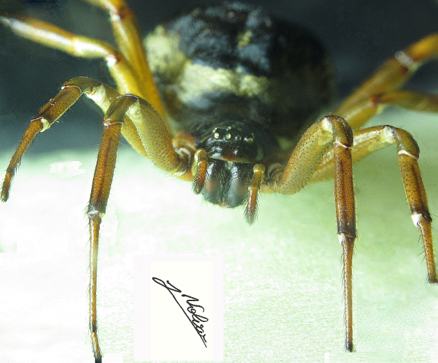 Steatoda nobilis da davanti.png