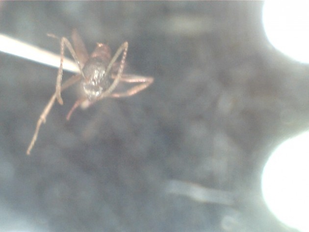 Aphaenogaster ovaticeps 2.jpg