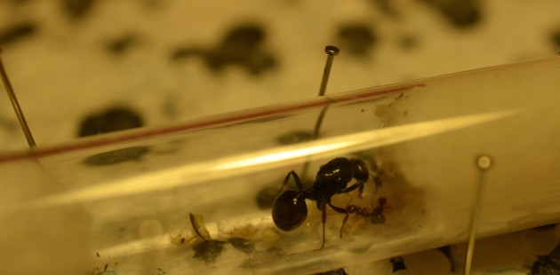 M. barbarus 9 cut.jpg