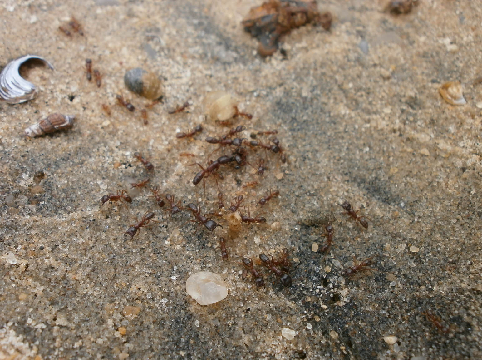 Driver ants (Dorylus) sulla spiaggia del Lago Vittoria ad Entebbe, qui le abbiamo incontrate per la prima volta  (Foto: I.Toni).
