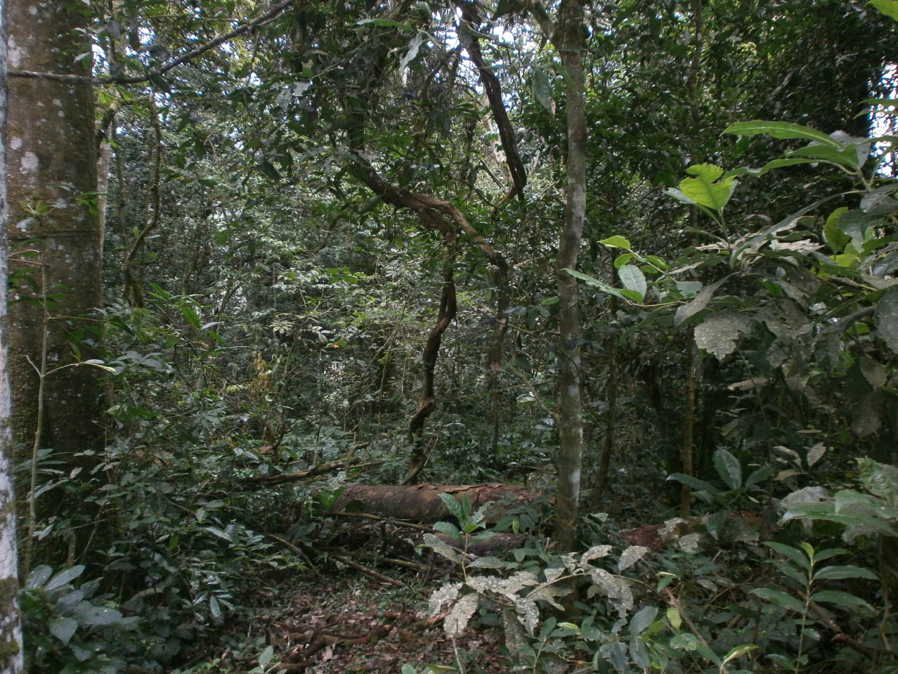 Il Kibale Forest National Park con un estensione totale di 766 Km2 è costituito soprattutto dalla foresta tropicale umida ma comprende anche altri tipi di habitat come praterie e zone umide. Le specie arboree maggiormente rappresentate sono: Picea excelsa e i generi Aningeria, Newtonia, Olea (Foto: I.Toni).