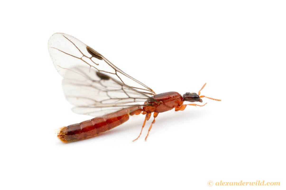 Aenictogiton (Kibale Forest, Uganda) da basi genetiche e morfologiche si tratta probabilmente di una formica scacciatrice (Foto di A.Wild) (http://myrmecos.net/).