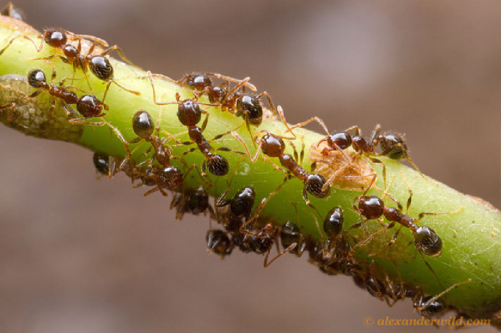 Operaie di Pheidole mentre accudiscono degli emitteri. Si tratta di un genere di formiche che ho raccolto in grande quantita essendo semplice da raccogliere, tra i più diffusi e abbondanti (Foto: A.Wild) (http://myrmecos.net/).