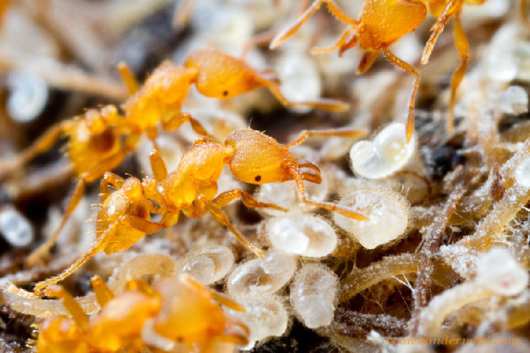 Operaie di Strumigenys lujae mentre accudiscono le larve nel nido (Foto A.Wild) (http://myrmecos.net/).