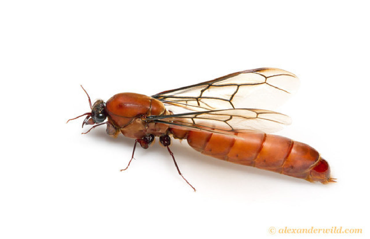 Maschio di Dorylus (Driver ant). Detto formica salsiccia, è una formica così particolare che in passato era stata identificata come un imenottero strettamente imparentato con le vespe (Foto: A.Wild) (http://myrmecos.net/).