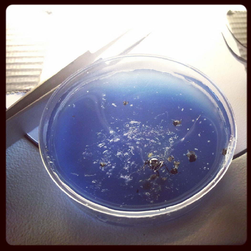 Capsula Petri con fondo rivestito di cera utilizzata per dissezionare le formiche (Foto: E.Soh).
