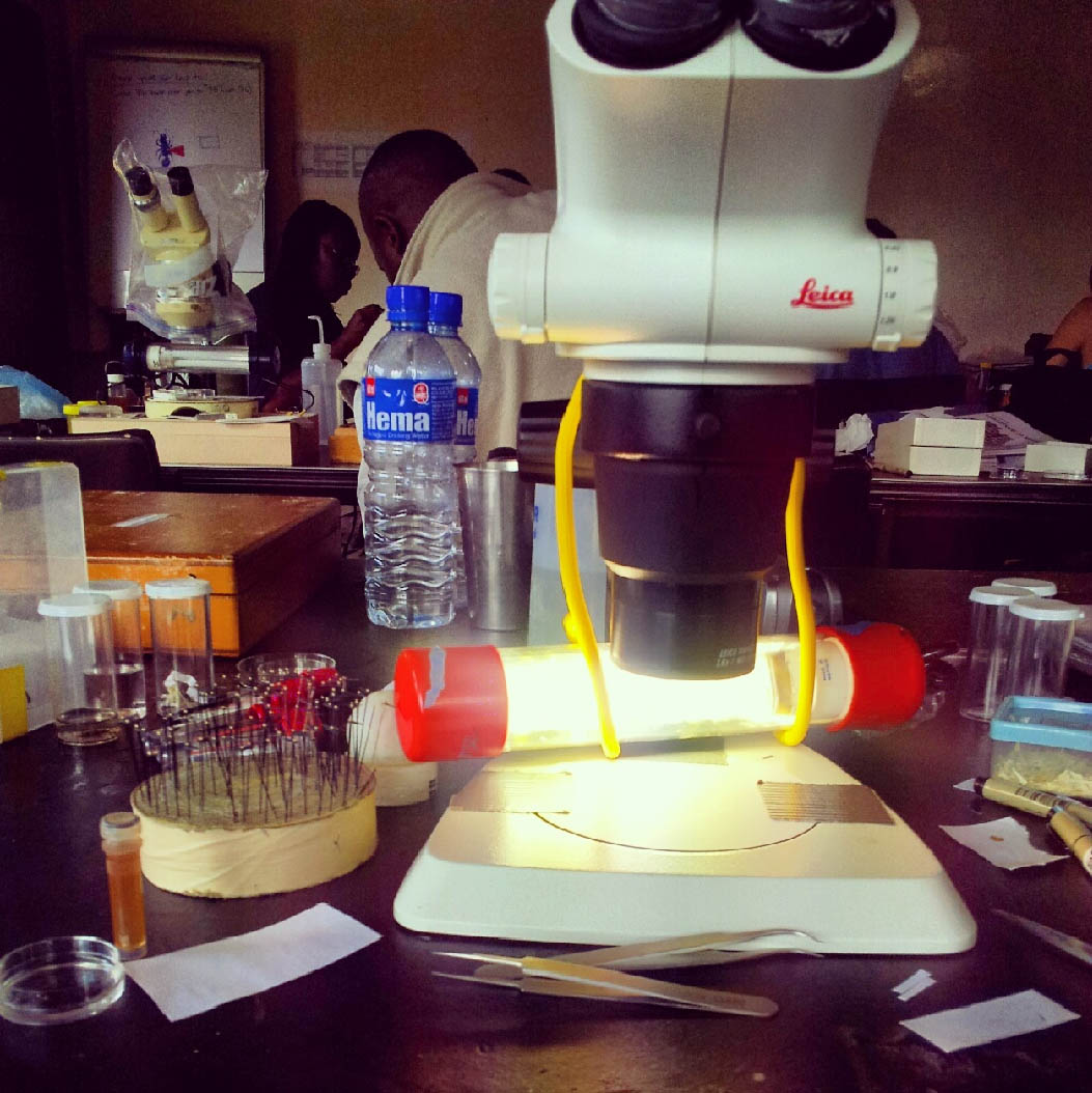 Immagine dello stereomicroscopio e parte dell’attrezzatura utilizzata in laboratorio (Foto: E. Soh).