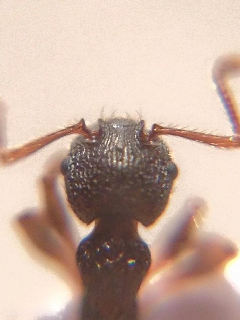 Myrmica lobulicornis.jpg