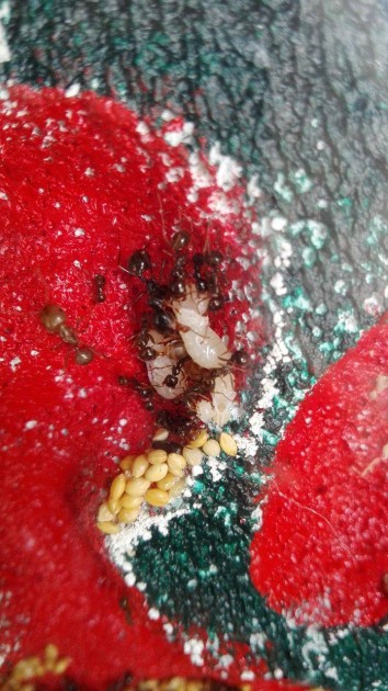 Larva pupa messor.jpg