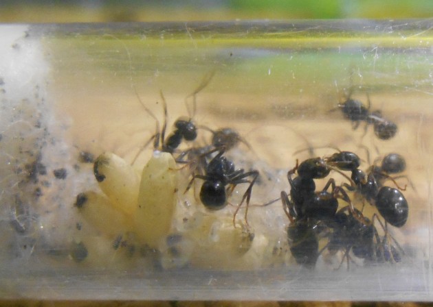 Lasius Fuliginosus_1138 zoom.jpg