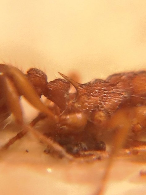 Myrmica Mei.jpg