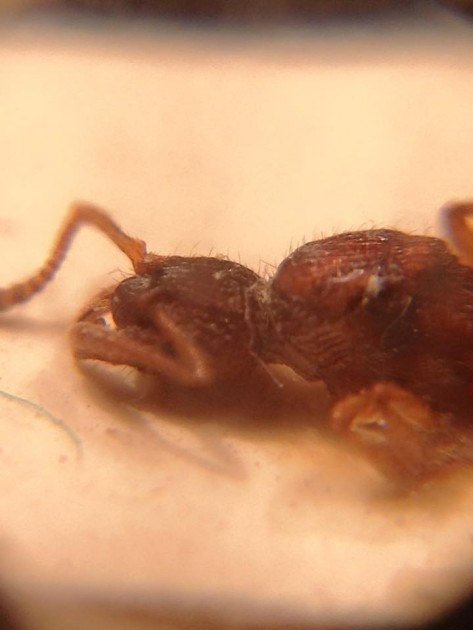 Myrmica Mei 3.jpg