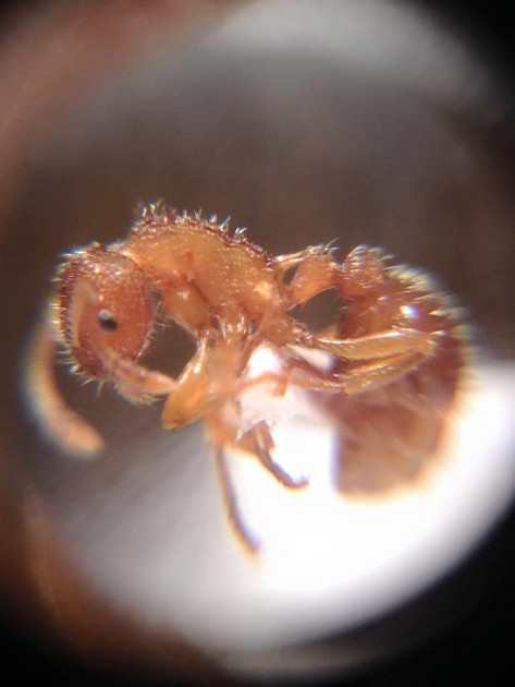 Myrmica Mei 4.jpg