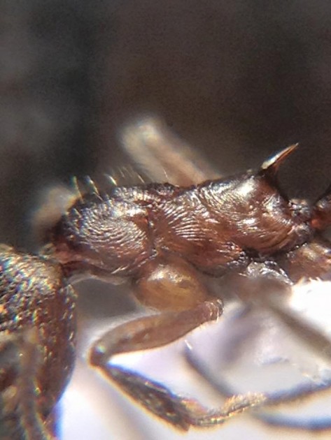 Myrmica pachei.jpg