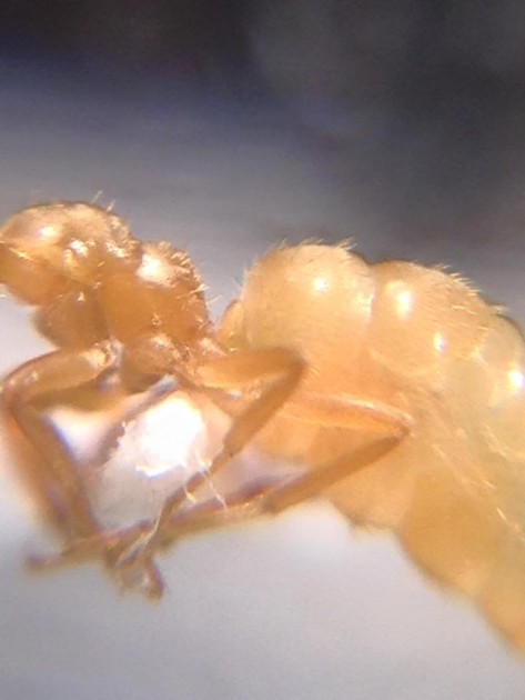 Lasius carniolicus 2.jpg