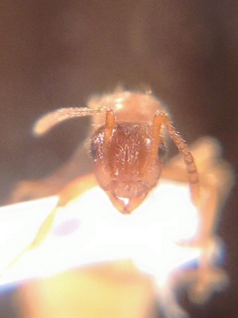 Lasius carniolicus 7.jpg