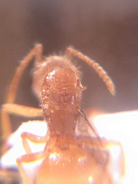 Lasius carniolicus 8.jpg