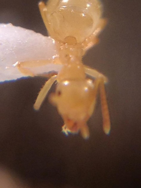 Lasius distinguendus 3.jpg