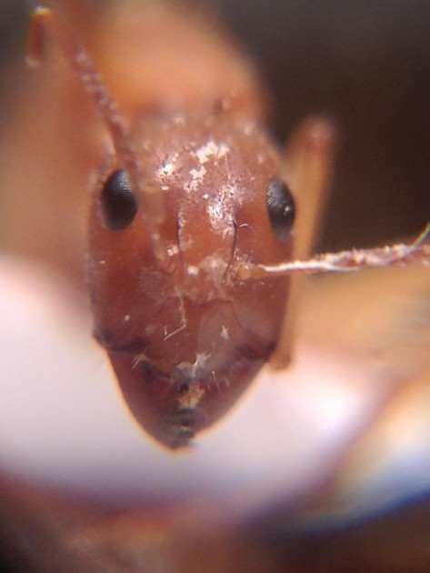 Camponotus sanctus 4.jpg