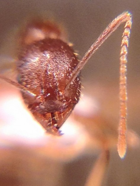 Aphaenogaster muelleriana 3.jpg