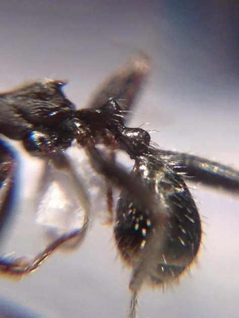 Aphaenogaster campana 2.jpg