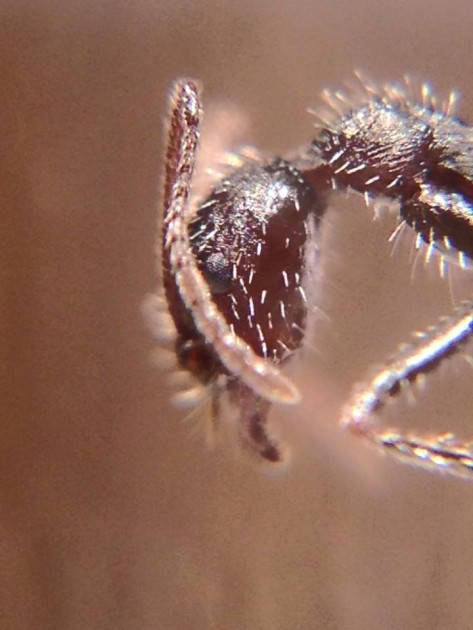 Aphaenogaster campana 3.jpg