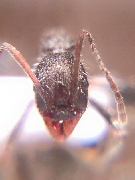 Aphaenogaster campana 4.jpg
