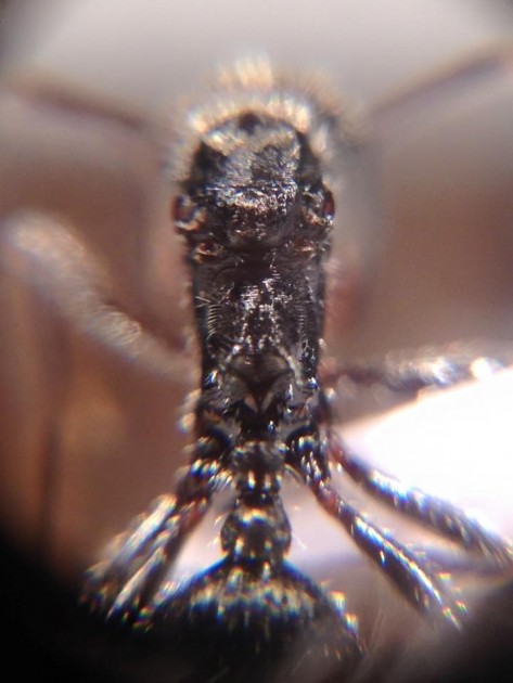 Aphaenogaster campana gyne 5.jpg