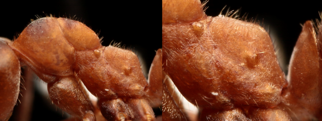F. paralugubris