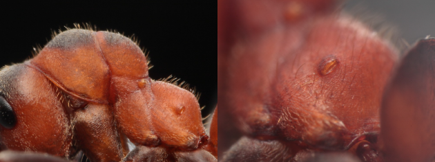 F.lugubris