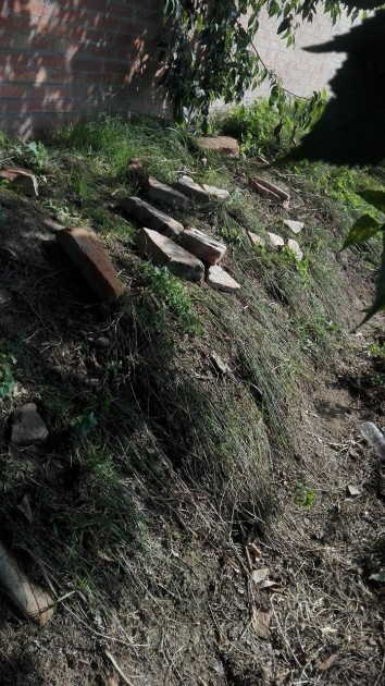 I mattoni di cui parlavo prima. Sempre nello stesso incolto, anche se ci si allontana di parecchi metri, si possono rinvenire operaie della stessa specie sotto mattonelle da giardino e sassi PIATTI vari.
