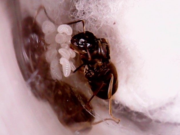 Lasius Niger - Regina1