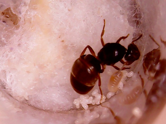 Lasius Flavius - Regina4