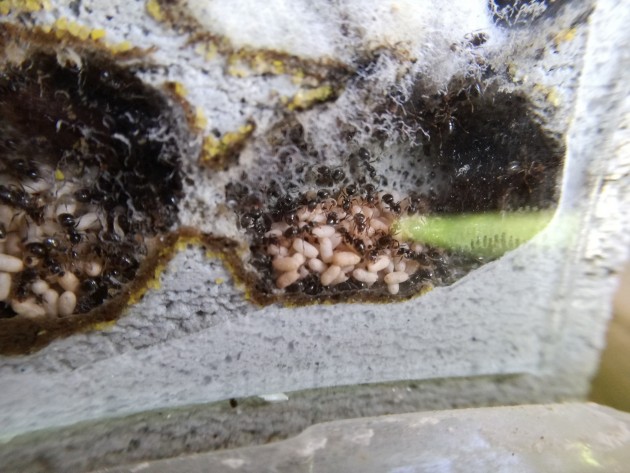 Altra covata