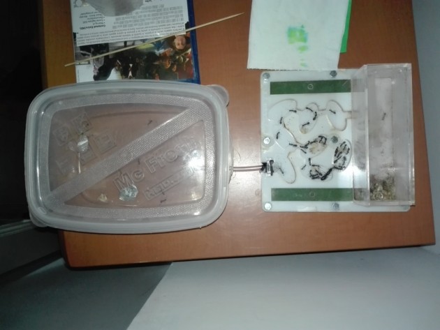 La vista dell' intero setup: da notare la grande quantità di rifiuti in arena piccola e qualche formica all' esterno in entrambe le arene