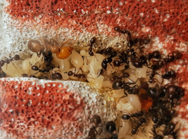 Cucciolina Major