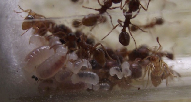 Covata quasi esclusivamente di larve.