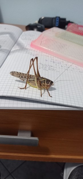 Quando ha compiuto l'ultima muta