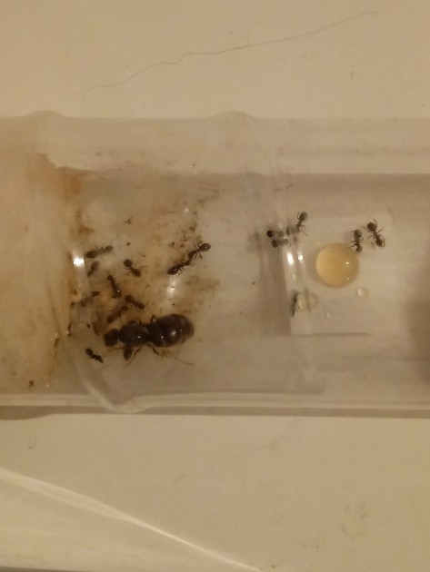 ecco la colonia che si nutre di una grande goccia di miele, gli piace molto.