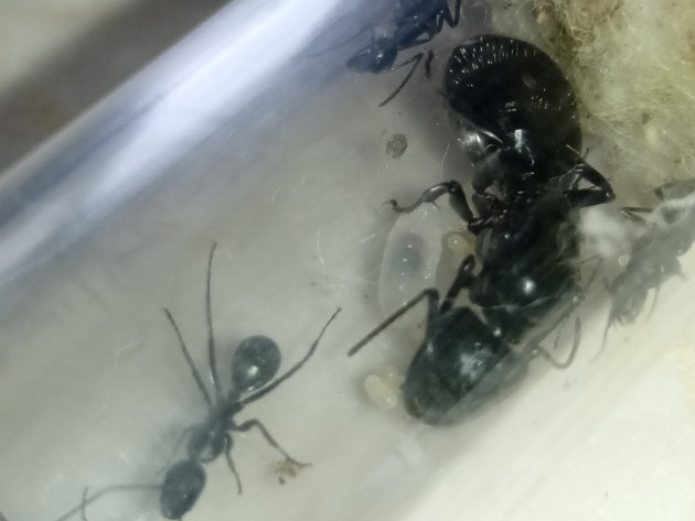 Ecco la larva enorme!