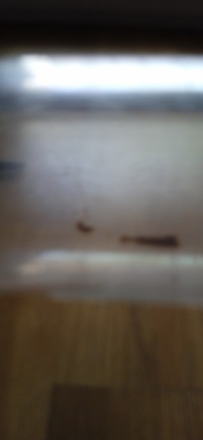 Scusatemi ma sono le 2 foto migliori che sono riuscito a fare