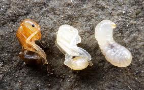 Quella a destra è una larva molto matura, le altre due sono pupe in diversi stadi di pigmentazione