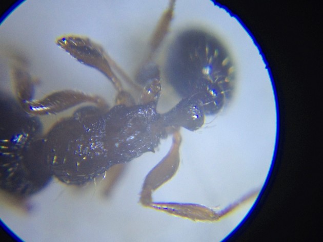 Operaia di Tetramorium sp.