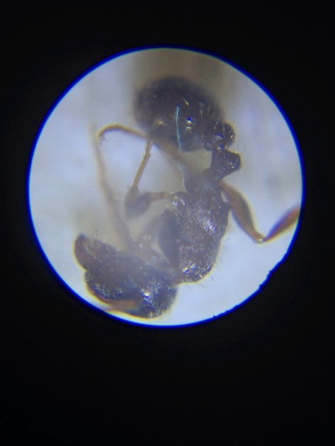 Operaia di Tetramorium sp.