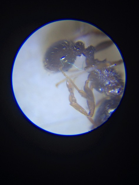 Operaia di Tetramorium sp.