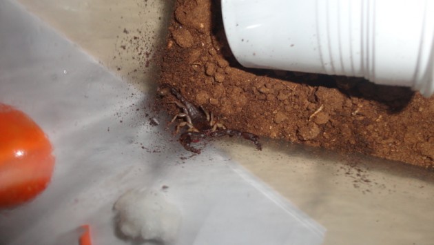 Qui si vede lui vicino all'entrata della sua tana,nonostante gli abbia messo un bicchiere mezzo sotterrato lui ha preferito scavare la tana sotto di esso