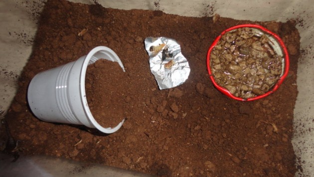 Questo è il terrario,a sinistra il bicchiere mezzo sotterrato che gli avevo proposto come tana,a destra un tappo con l'acqua profondo un centimetro con dei sassolini in modo che possa entrare nel tappo senza annegare(al momento era un po' sporco ma lo cambio ogni giorno) e al centro il pezzetto di foglio d'alluminio sul quale appoggio il cibo come camole spezzettate o mosche tramortite.Il box del terrario è un 19x11x 15 d'altezza,è molto comodo e pratico.