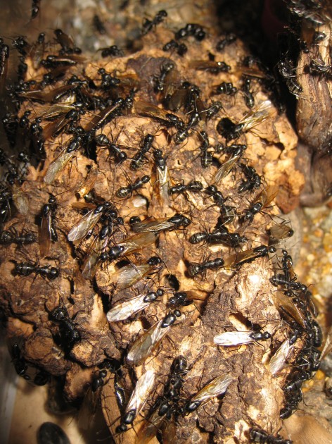 L'entrata del nido è popolata per tutte le ore diurne da alati...