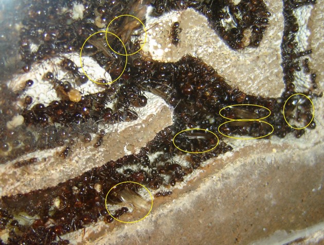 Concentrazione Regine in pochi centimetri di nido