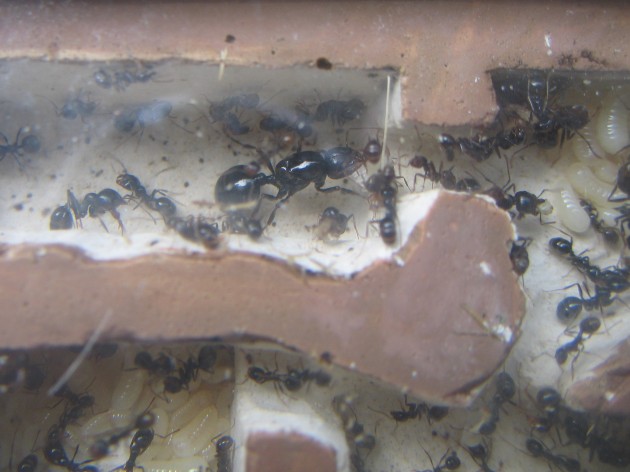 La regina si è trasferita nel nuovo modulo, più asciutto e spazioso.